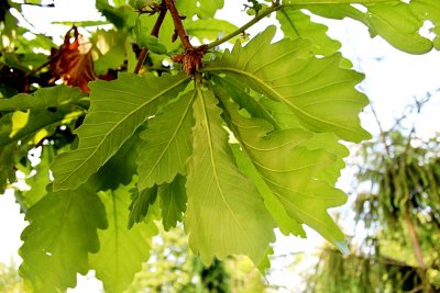 Quercus dentata - dub zubatý - listy